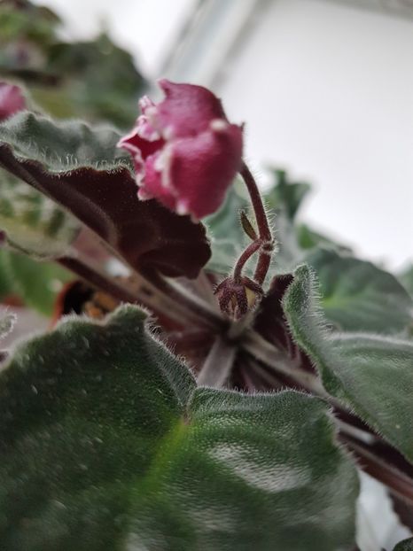 Ognennye Motylki - O- P Poze din colectia mea