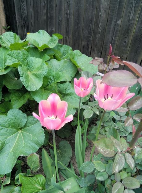  - diverse flori 2019