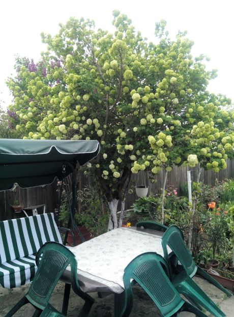  - diverse flori 2019