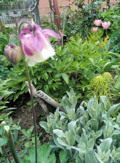  - diverse flori 2019