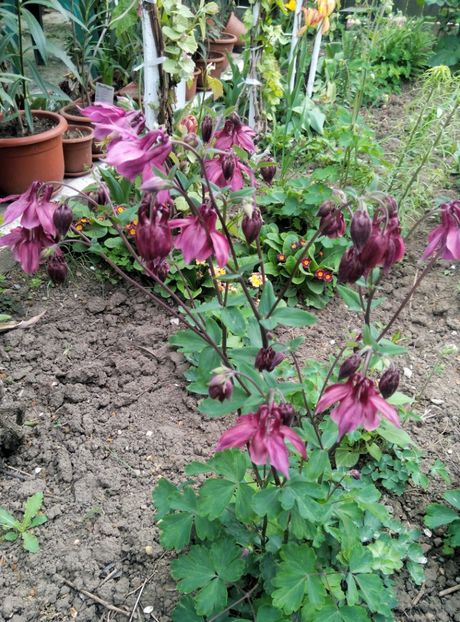  - diverse flori 2019