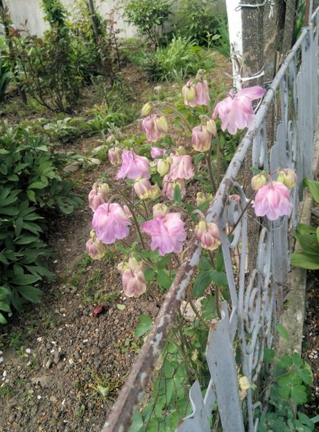  - diverse flori 2019