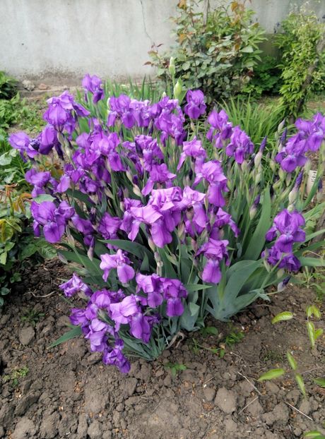  - diverse flori 2019