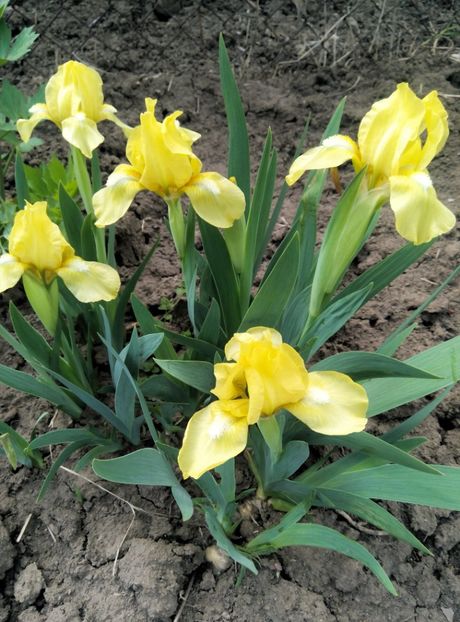  - diverse flori 2019