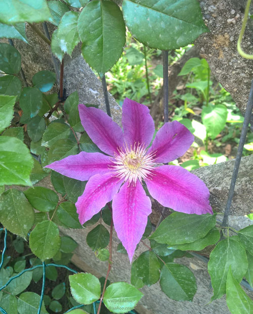 valynedelcu@yahoo.com Clematis 0003 - Clematis Doctor Ruppel