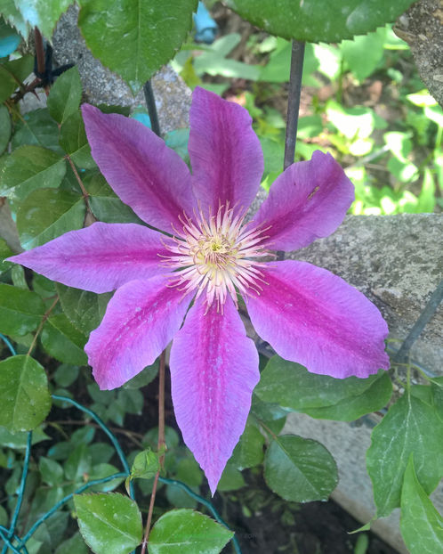 valynedelcu@yahoo.com Clematis 0007 - Clematis Doctor Ruppel