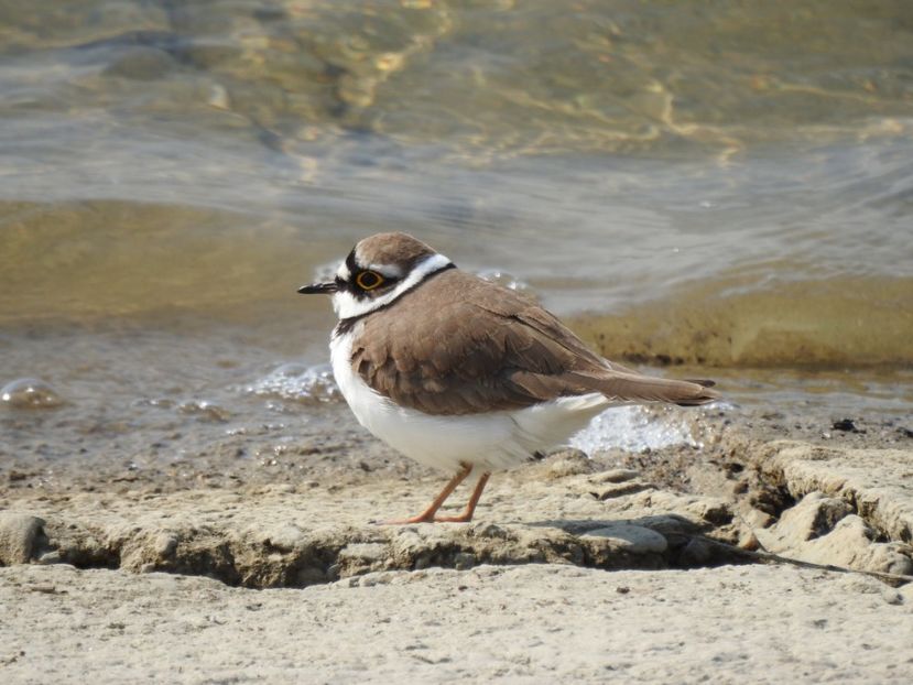 Prundaraş gulerat mic (Charadrius dubius) - FOTOGRAFIE