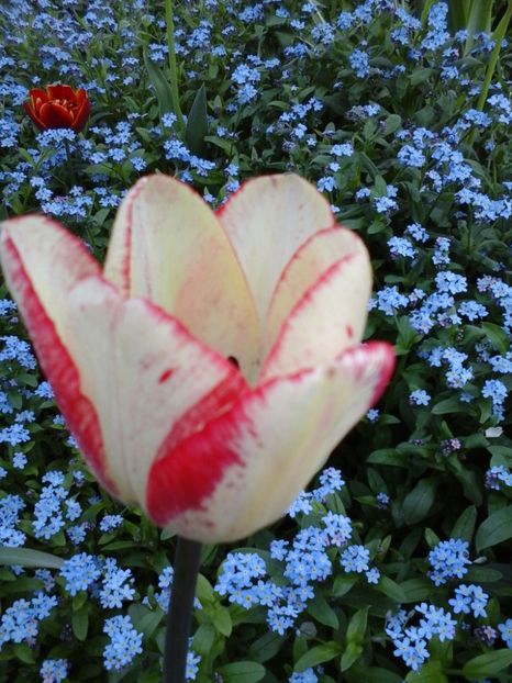 lalea bicolora - 2019