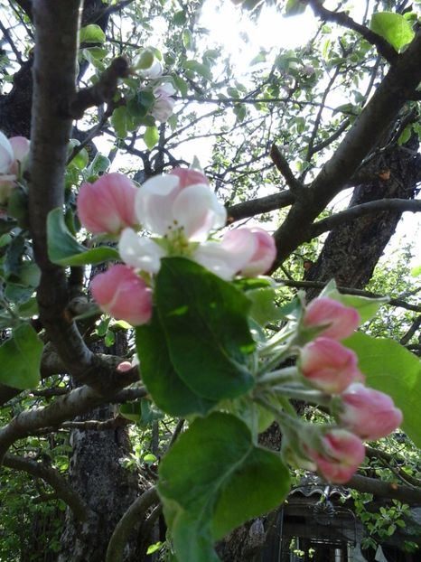 marul dungat de vara - 2019