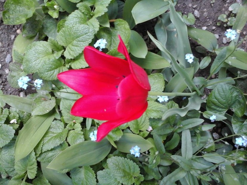 lalea de soi vechi - 2019