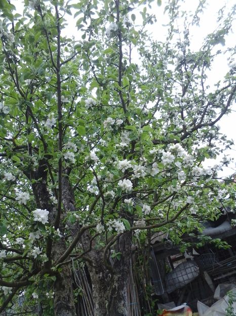 marul in dungi de vara - 2019