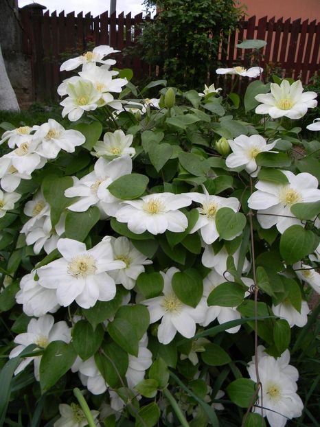 Guernsey cream - Clematite 2019