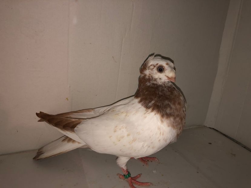 6837  mascul  2019_1 - pui 2019 BM