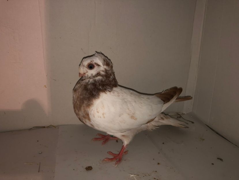 6837  mascul  2019_2 - pui 2019 BM