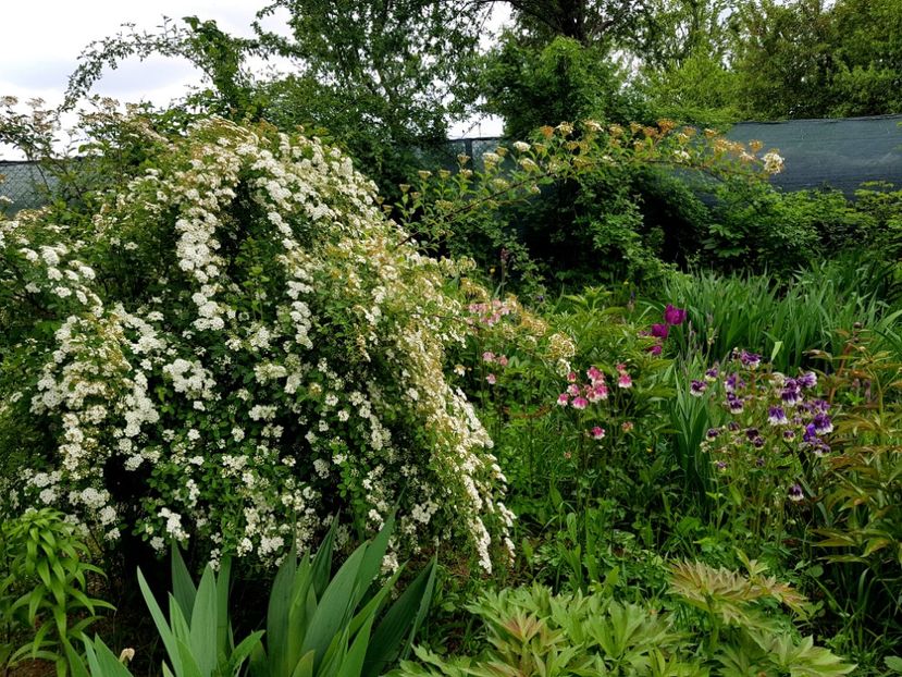  - 2019 Idilic garden