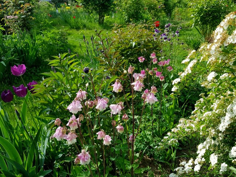  - 2019 Idilic garden