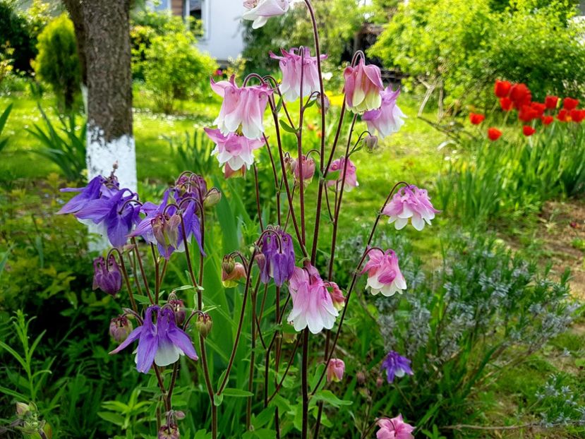  - 2019 Idilic garden