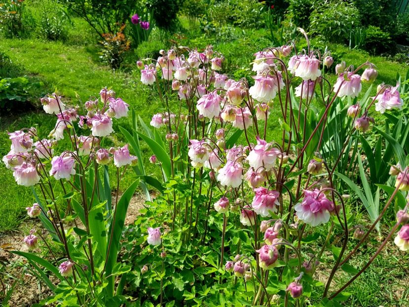  - 2019 Idilic garden