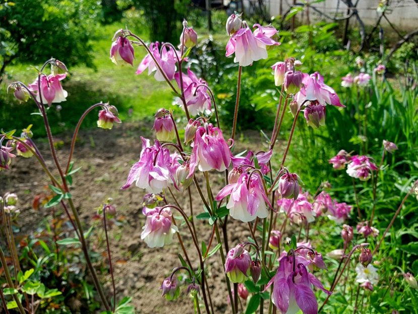  - 2019 Idilic garden