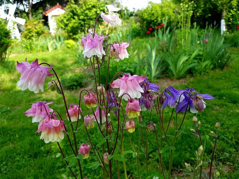  - 2019 Idilic garden