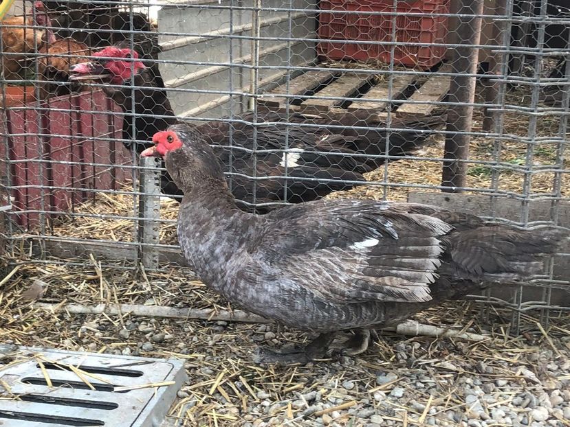 Ulise si Dragon - 0001 rate lesesti matca 2019 lot 1