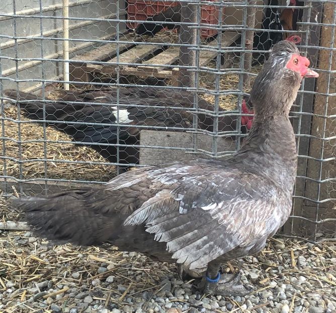  - 0001 rate lesesti matca 2019 lot 1