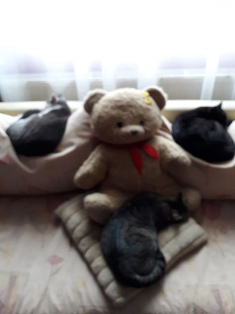 Elsa, Amira si Tomi - Tomy