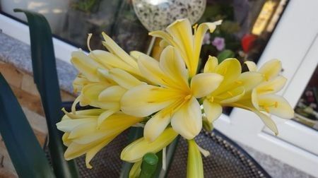 110562208_PKNWLEV - clivia miniata