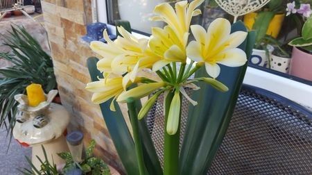 110562210_TOHHFDV3 - clivia miniata