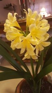 110575995_WUWJYNV - clivia miniata
