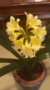 110575996_PBEJYIY - clivia miniata