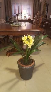 110575997_EIRJZHQ3 - clivia miniata