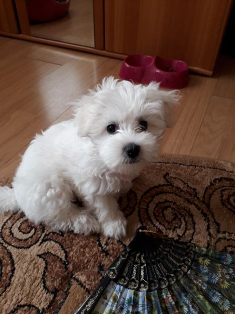 - DAISY