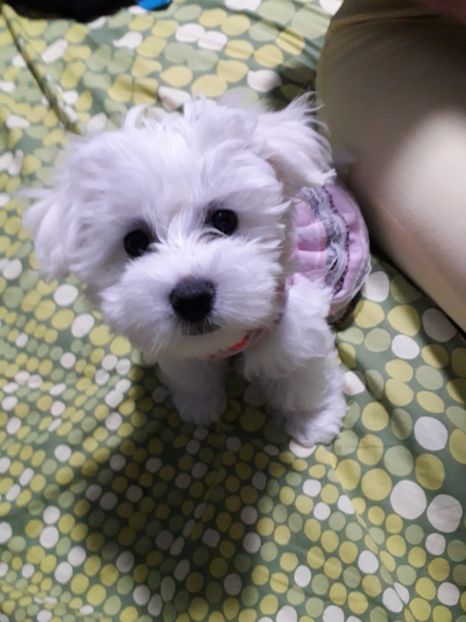  - DAISY
