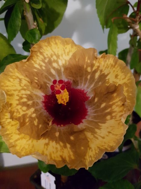  - HIBISCUS 2019