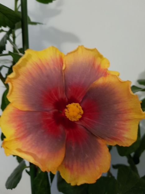  - HIBISCUS 2019
