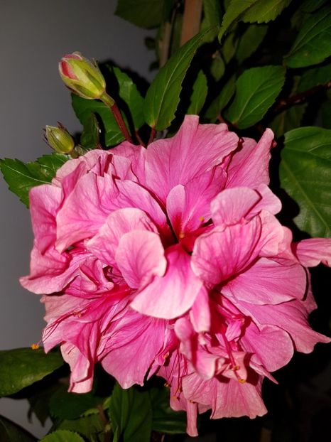  - HIBISCUS 2019