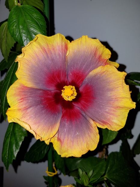  - HIBISCUS 2019