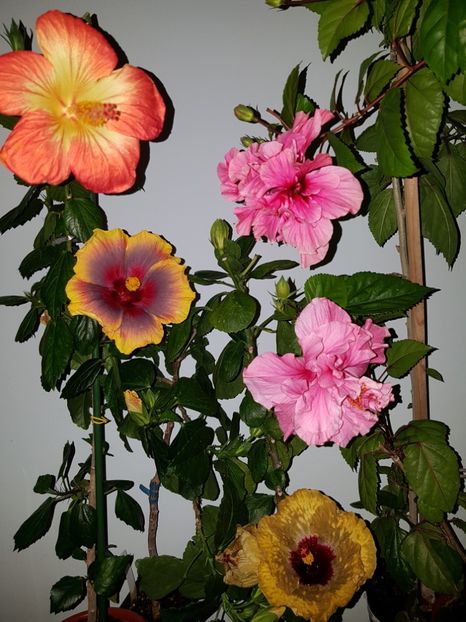  - HIBISCUS 2019