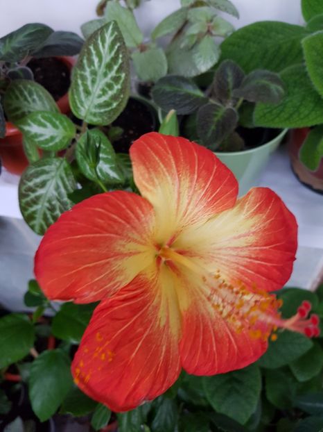 20190429_192710(0) - HIBISCUS 2019