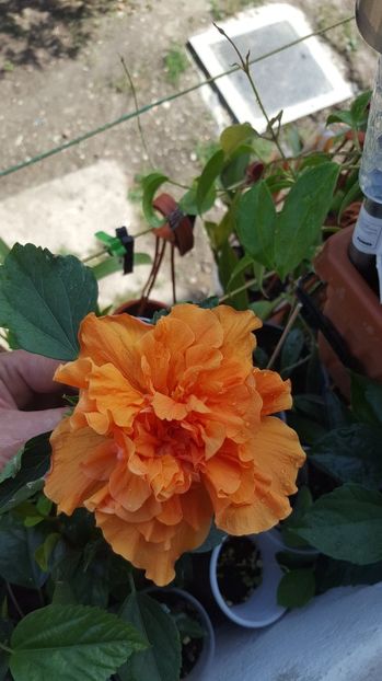  - Hibiscusi