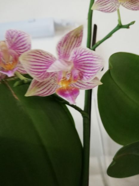  - Orhidee