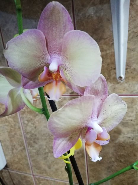  - Orhidee