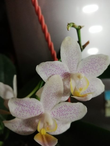  - Orhidee