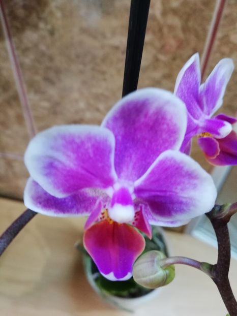  - Orhidee