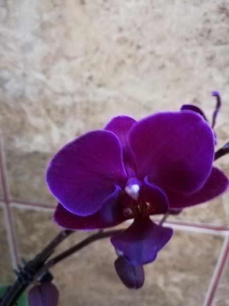  - Orhidee
