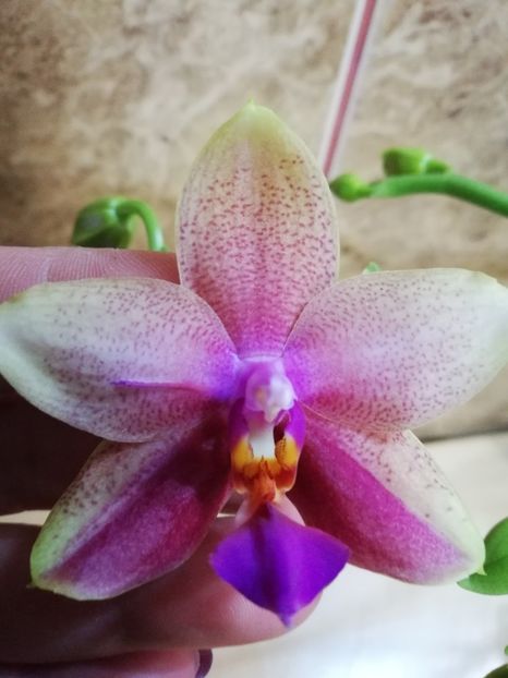  - Orhidee