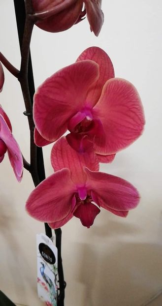 received_290911914920712 - Orhidee