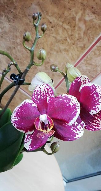 received_564202030725191 - Orhidee