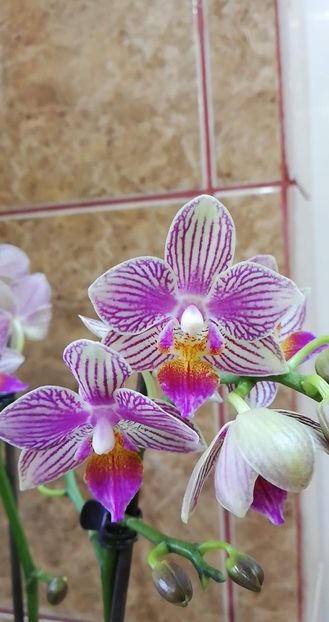 received_343305526292952 - Orhidee